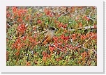 kuukkeli siberian jay_8474 * 900 x 600 * (220KB)